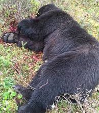 bear was killed.