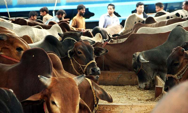 وفاقی دارلحکومت میں عیدالاضحیٰ کی تیاریاں مکمل، صفائی و مویشی منڈیوں کے انتظامات کو حتمی شکل دے دی گئی