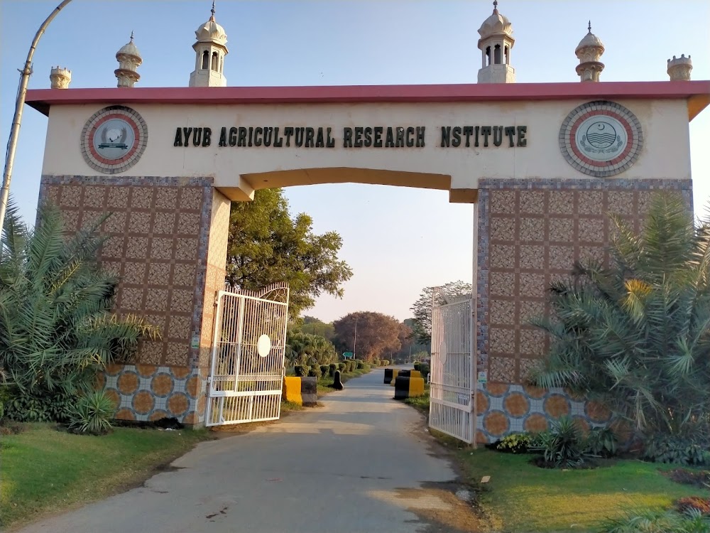 Ayub Agricultural Research Institute Faisalabad