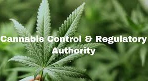 Cannabis Control and Regulatory Authority