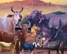 Sindh Livestock and Fisheries Department