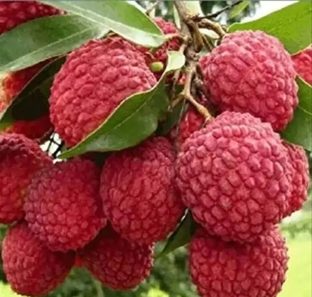 الیچی کا ایک درخت اوسطاً 2سے 4من پھل کی پیداوار دیتاہے،زیادہ کاشت اوربرآمدسے قیمتی زر مبادلہ حاصل کیا جا سکتا ہے،ماہرین زراعت