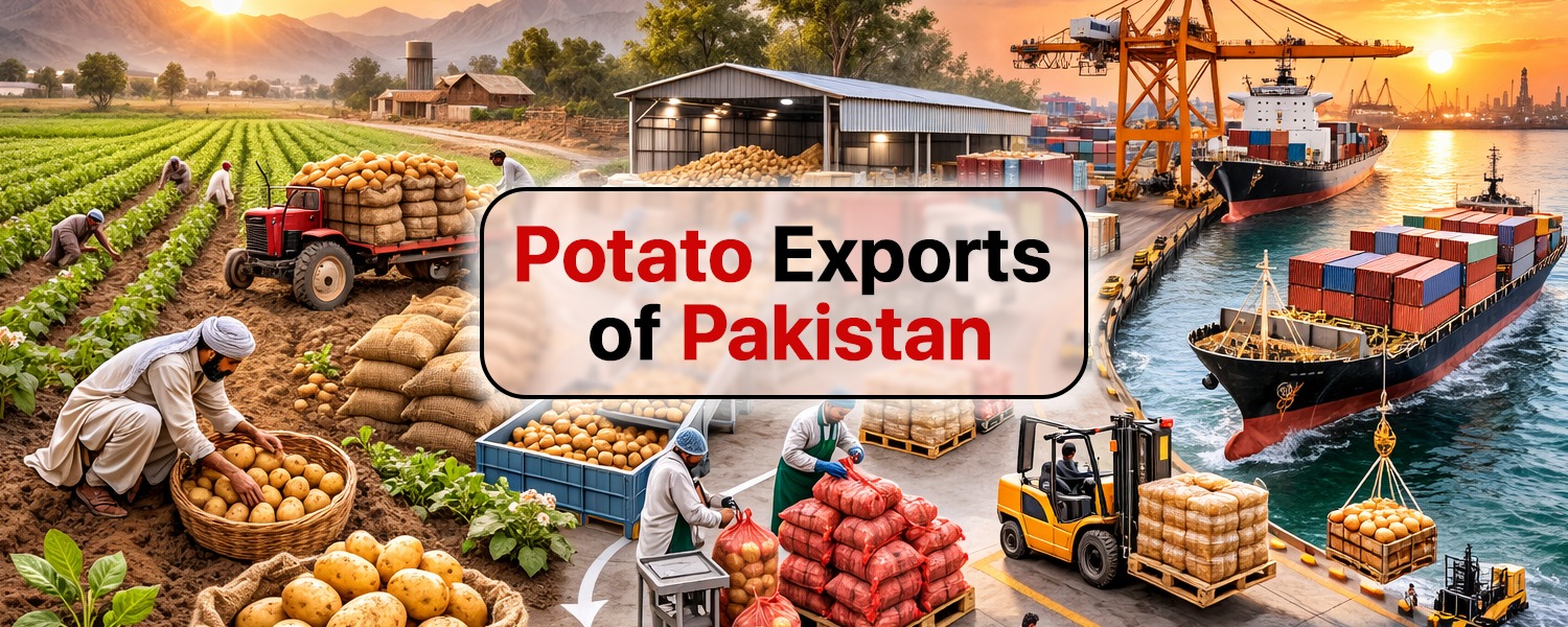 مالی سال 2025-26 کی پہلی ششماہی میں آلو کی برآمدات 2 لاکھ 48 ہزار ٹن رہیں