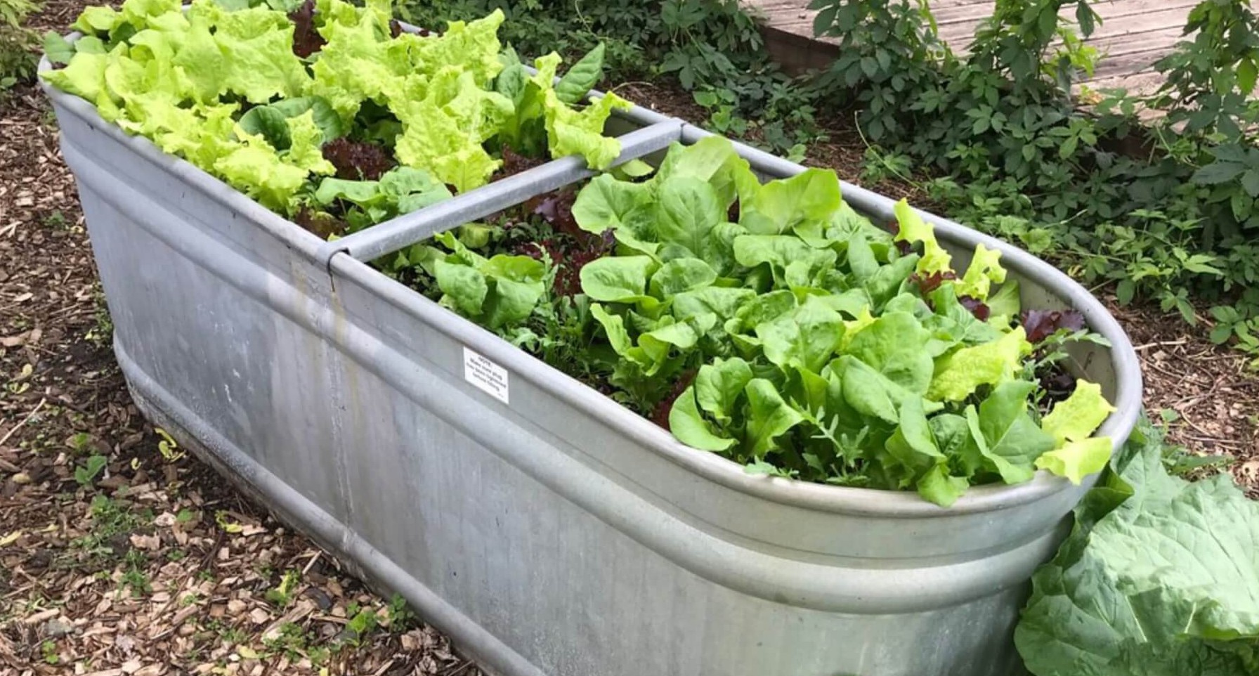 vegetables grown