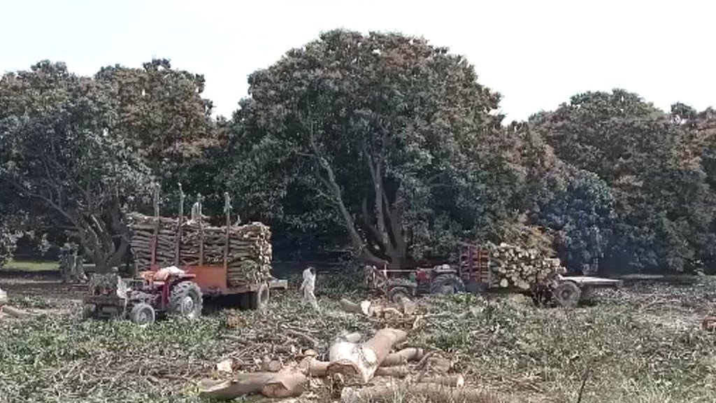 ملتان میں آموں کے باغات کی تیزی سے کٹائی،سینکڑوں مالی بے روزگاراورماحولیاتی درجہ حرات میں اضافے کا خدشہ