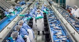 Fish processing plants
