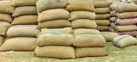 Paddy crop