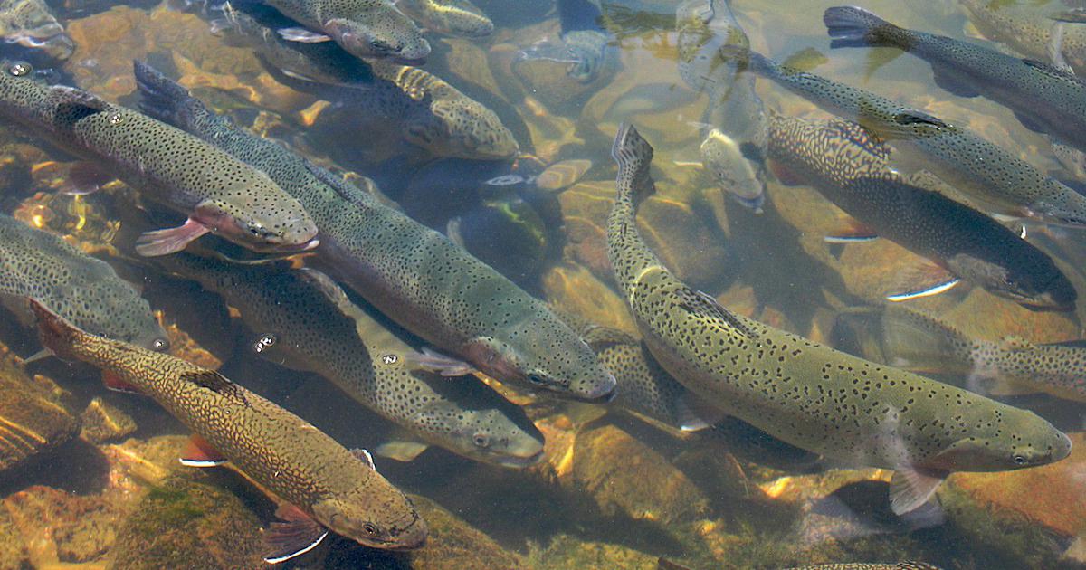 Trout farming project