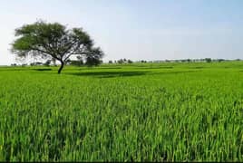 خیبرپختونخوا میں 10930 ایکڑ زرعی اراضی