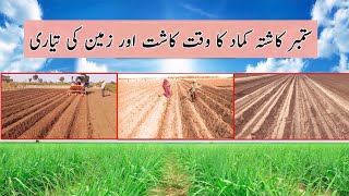 محکمہ زراعت نے ستمبر کاشتہ کماد بارے سفارشات جاری کر دیں