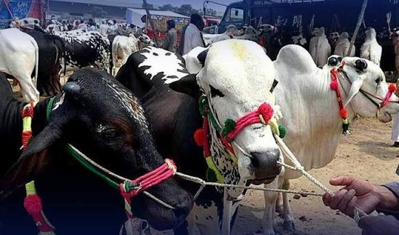 ماہرین لائیو سٹاک