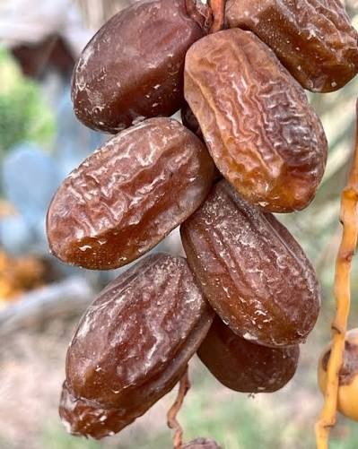کھجور کاپھل ستمبرمیں پک کر تیار ہو جائیگا