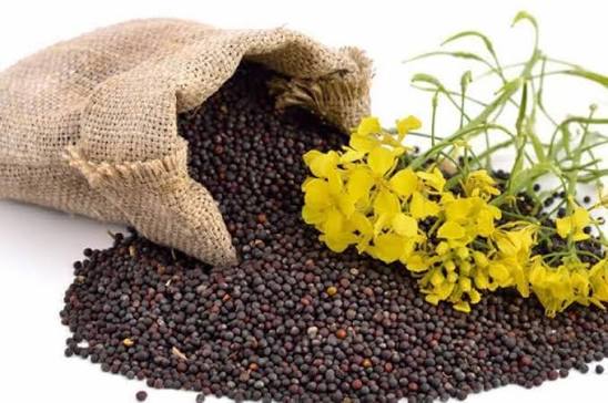 کینولاپنجاب سرسوں