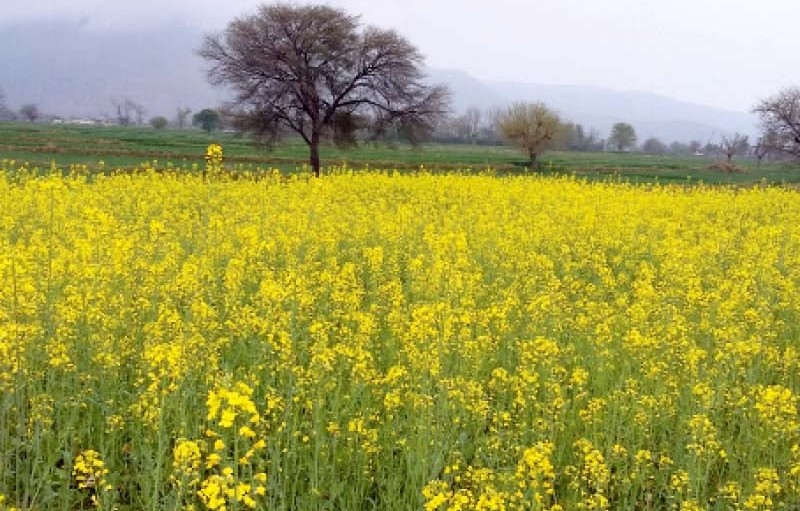 mustard greens
