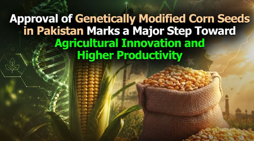 GM maize