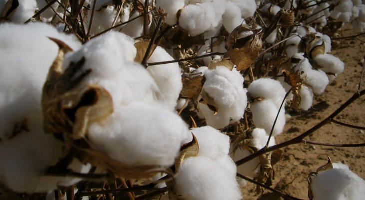 raw cotton