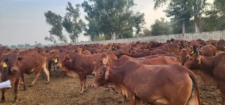 کمشنرسرگودھاڈویژن حافظ شوکت علی نے خضر آباد لائیو سٹاک تجرباتی فارم کا تفصیلی دورہ