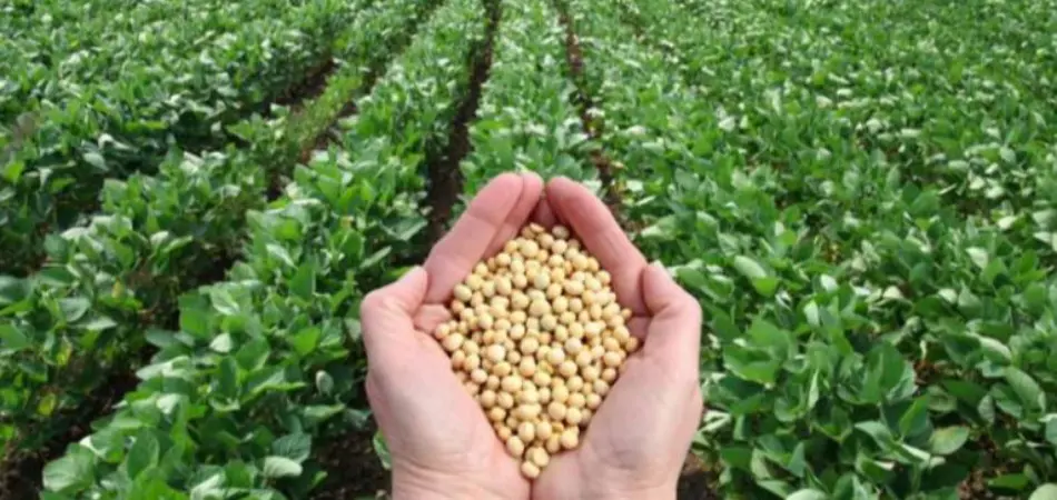 soybean