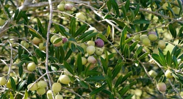 پاکستان میں زیتون کی کاشت
