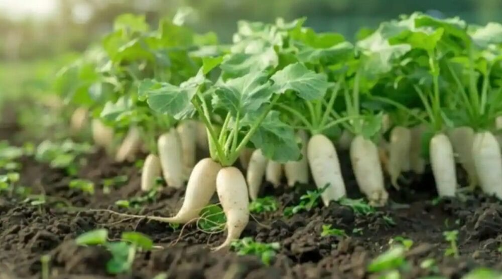 radish cultivation