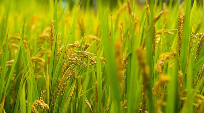 paddy harvest