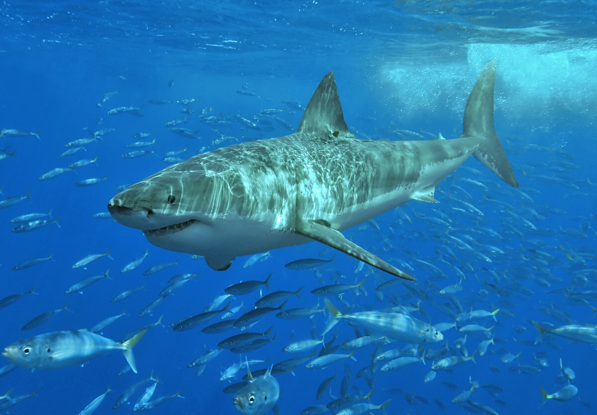 shark attack