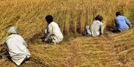 دھان کی فصل کی برداشت