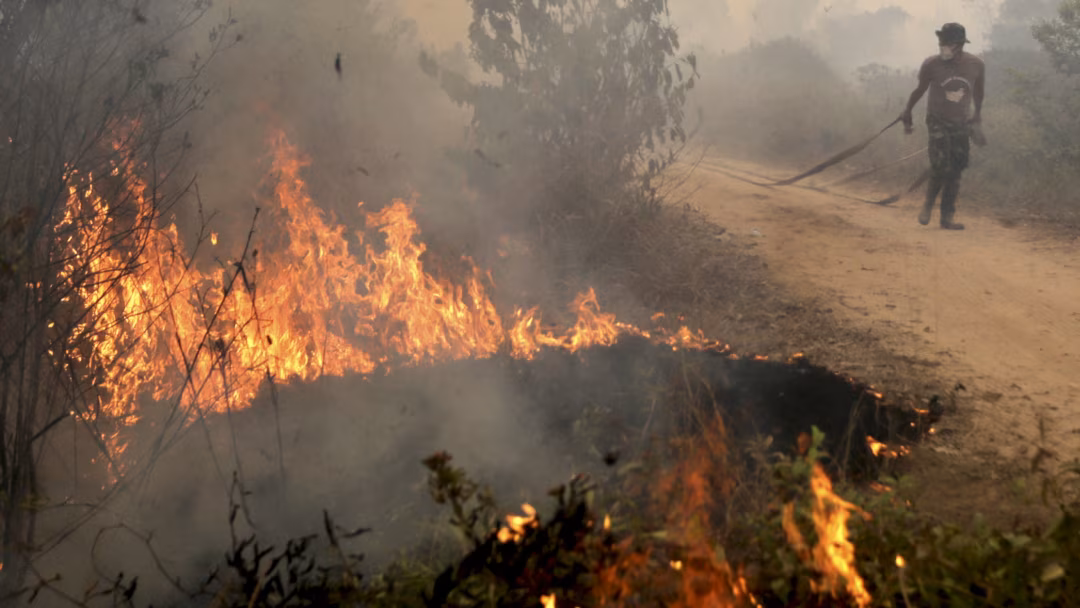 forest fires