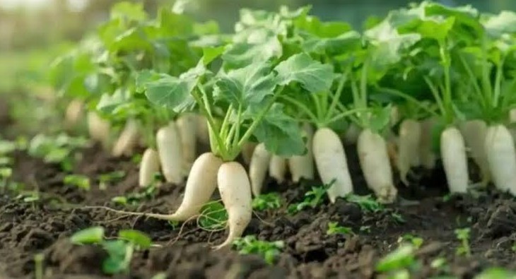 radish cultivation