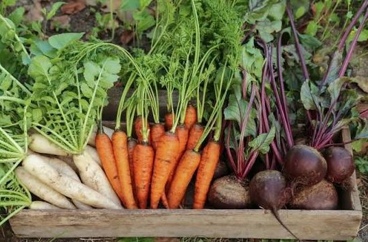 carrot, radish