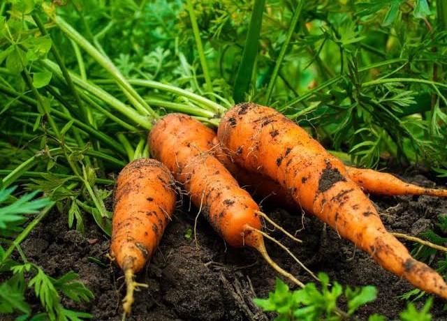 carrot cultivation