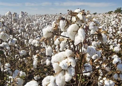 cotton
