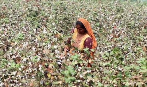 cotton