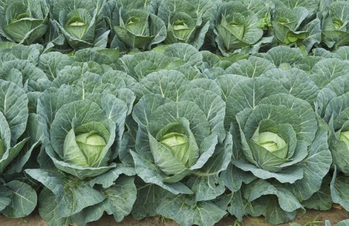 cabbage
