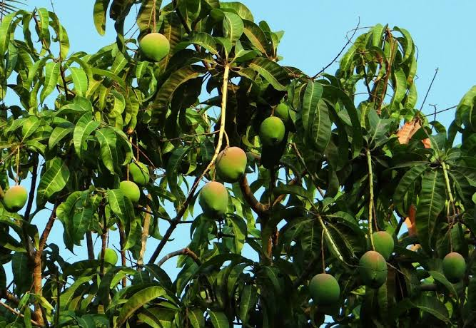 باغبان آم کے نئے پودے لگانے کیلئے 5.5 سے 7.5 تک کیمیائی تعامل کی حامل زمین کا انتخاب کریں، ماہرین اثمارکا مشورہ