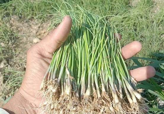 پیاز کی پنیری کی کھیتوں میں منتقلی