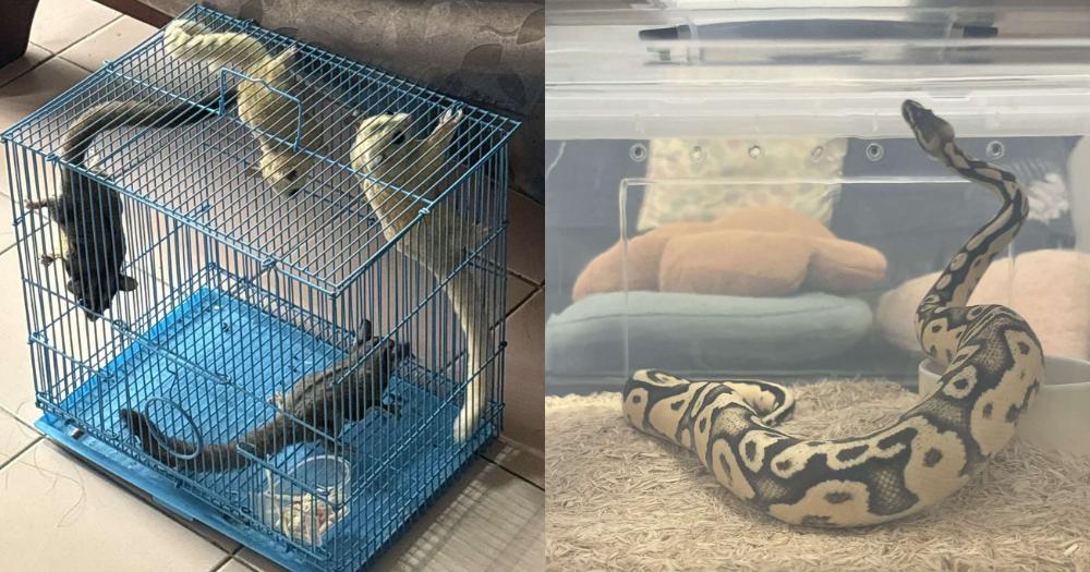 animals recovered