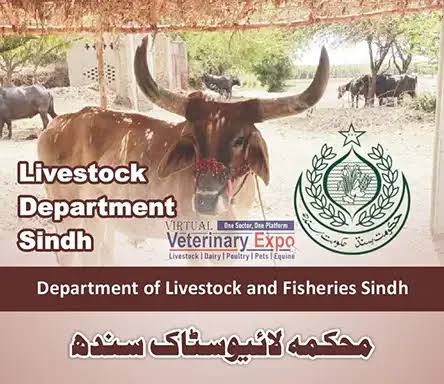 لائیو اسٹاک اینڈ اینیمل ہسبنڈری لاڑکانہ