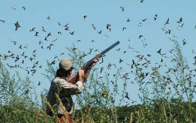 پنجاب میں آبی پرندوں کے شکار کا سیزن شروع ہو گیا