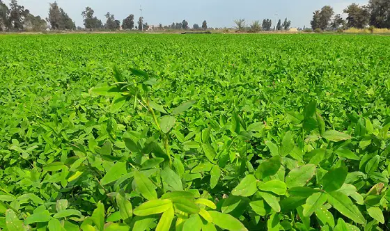 برسیم کی رائی گراس یا جئی کےساتھ مخلوط کاشت کی صورت میں 15 سے 20کلو فی ایکڑ معیاری بیج استعمال کیاجائے، محکمہ زراعت کی ہدایت