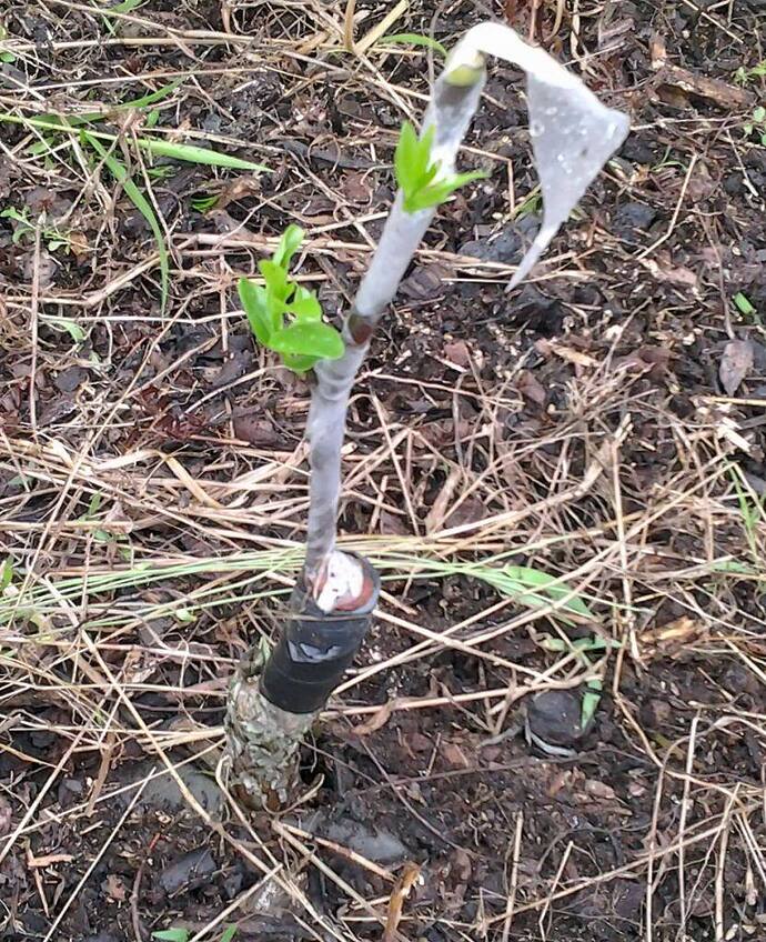 jujube grafting