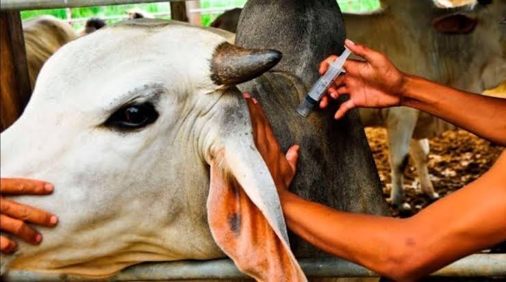 China's vaccine