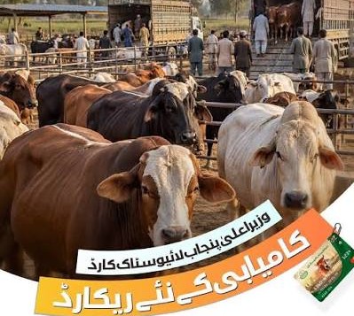 پنجاب میں لائیوسٹاک