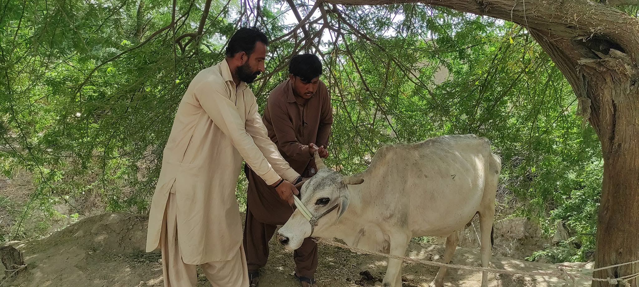خیبر پختونخوا میں مویشیوں کی لمپی سکن اور دیگر بیماریوں کے خلاف ویکسی نیشن مہم