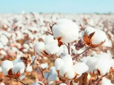 cotton crop