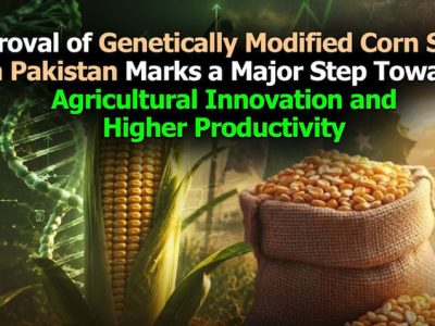GM maize