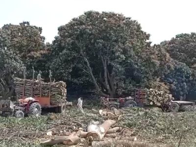 ملتان میں آموں کے باغات کی تیزی سے کٹائی،سینکڑوں مالی بے روزگاراورماحولیاتی درجہ حرات میں اضافے کا خدشہ