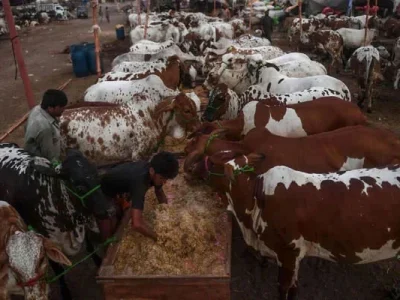 پنجاب کا لائیو سٹاک برآمدات 4 ارب ڈالر سے بڑھانے کا منصوبہ، 149.9 ارب روپے کی سرمایہ کاری کی جائے گی