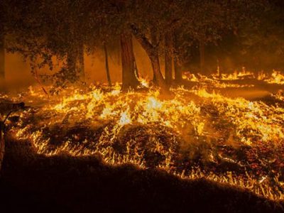 forest fire prevention