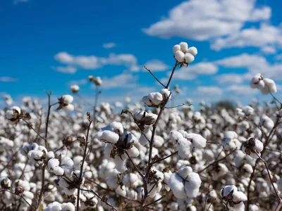 Cotton Crop